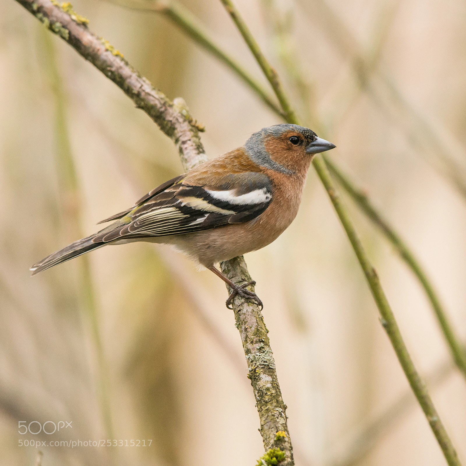 Sony a99 II sample photo. Chaffinch photography