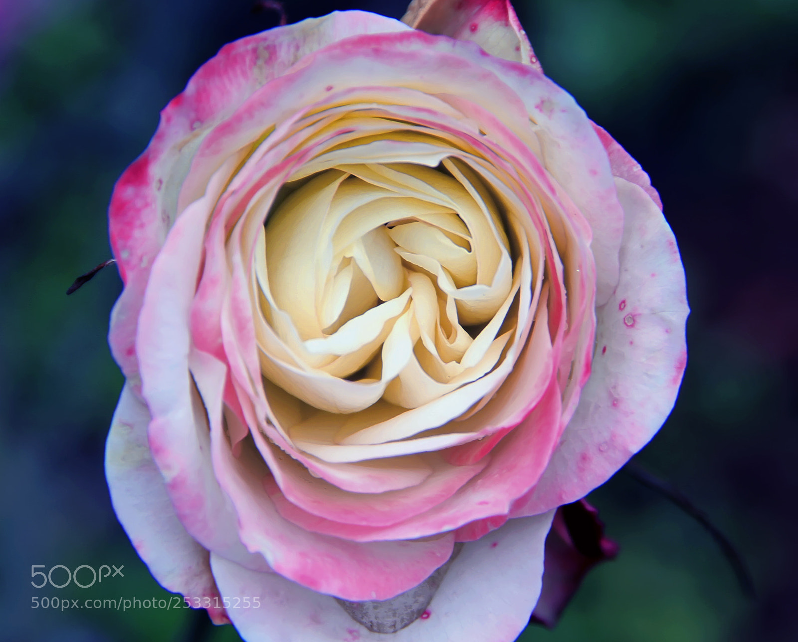 Canon EOS 7D sample photo. Rose photography