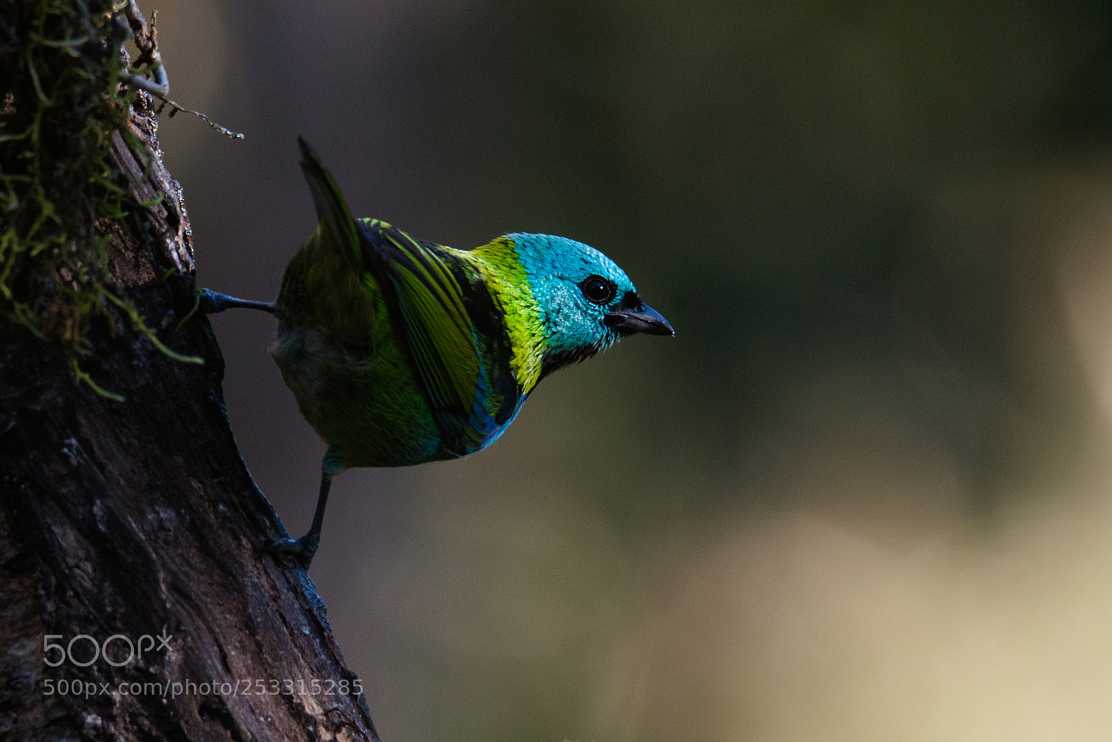 Nikon D800 sample photo. Green-headed tanager photography