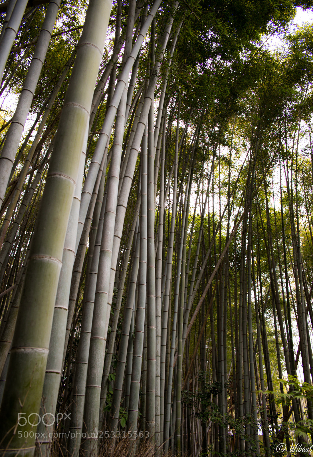 Leica M (Typ 240) sample photo. Bamboo grove 1 photography