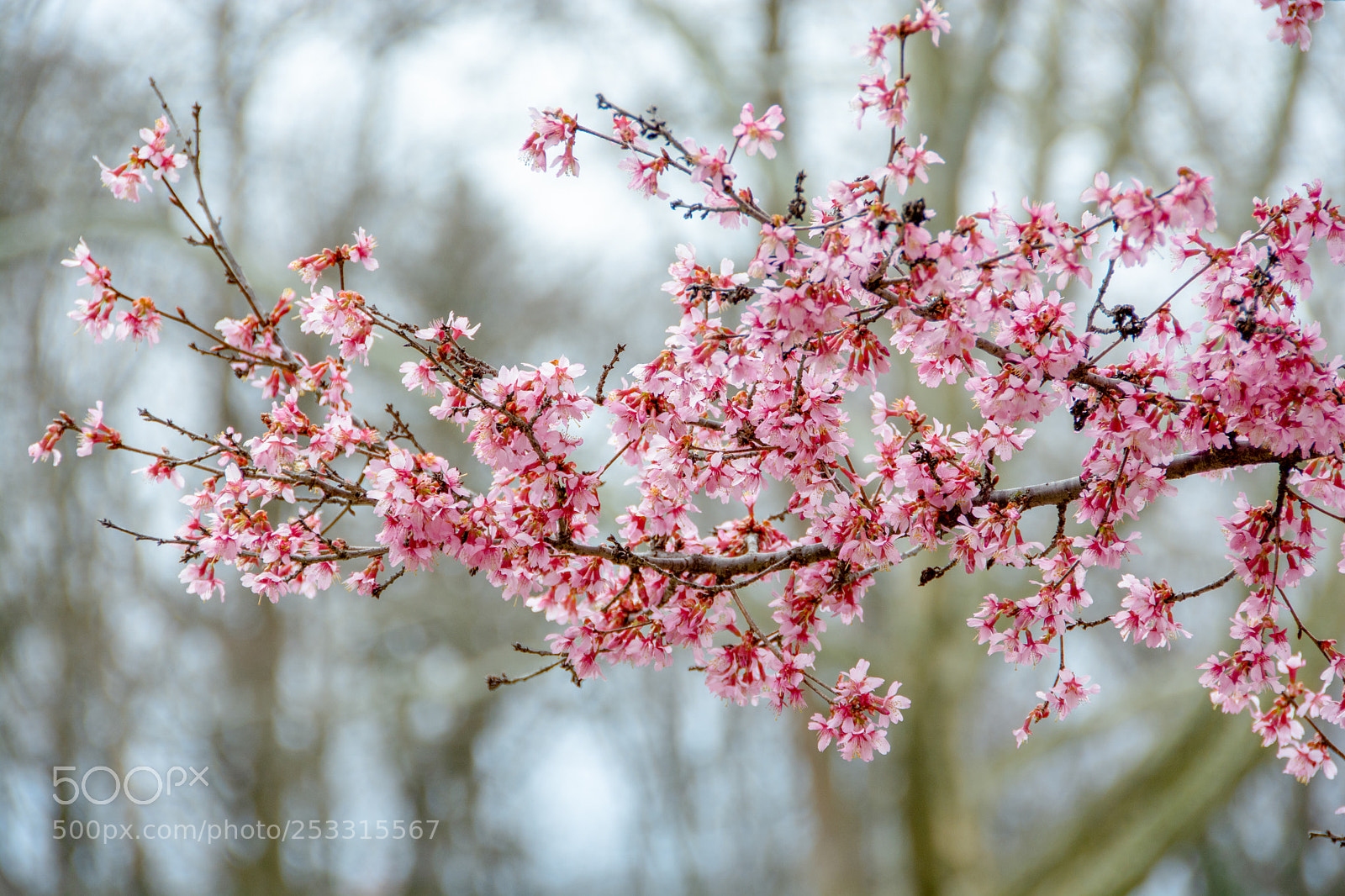 Nikon D7100 sample photo. Cherry blossom-4 photography
