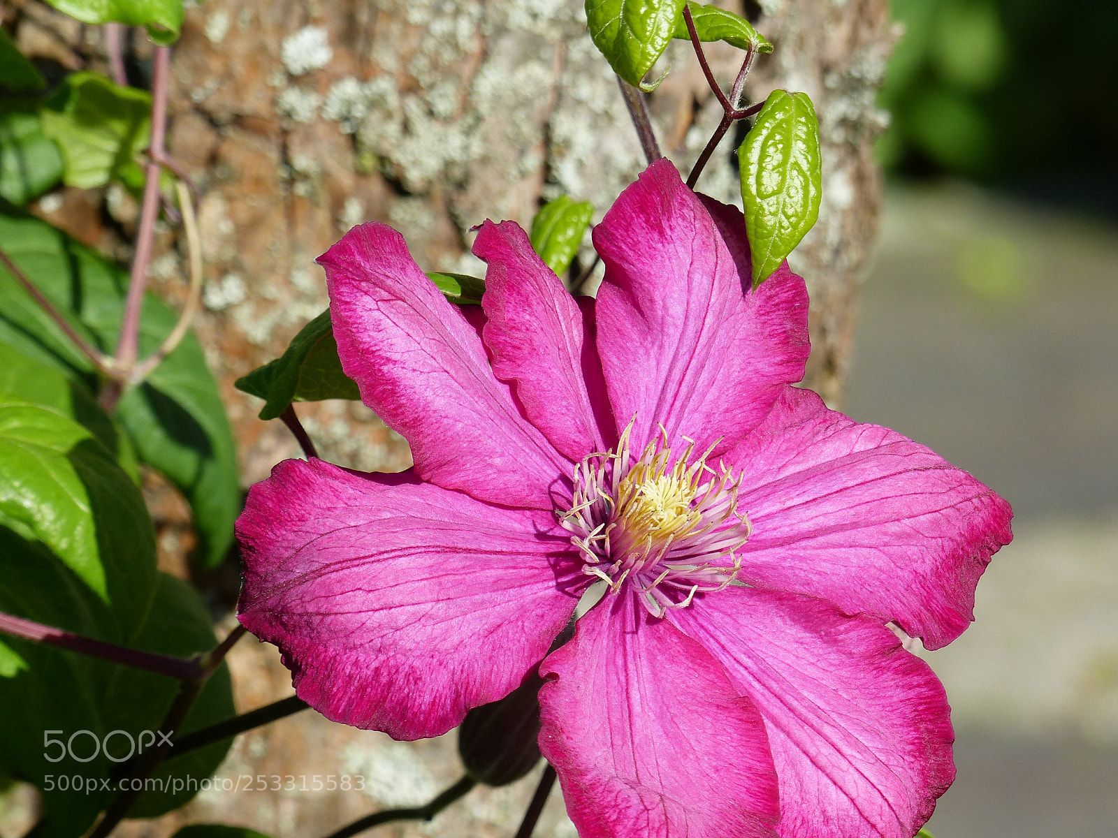 Panasonic Lumix DMC-FZ200 sample photo. Just a flower 2 photography