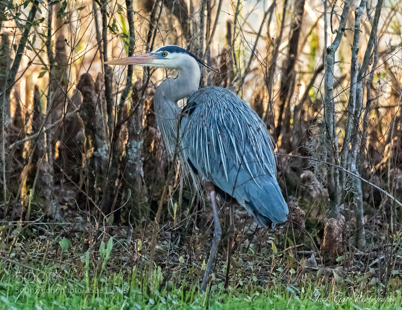 Canon EOS-1D X Mark II sample photo. Great blue heron at photography