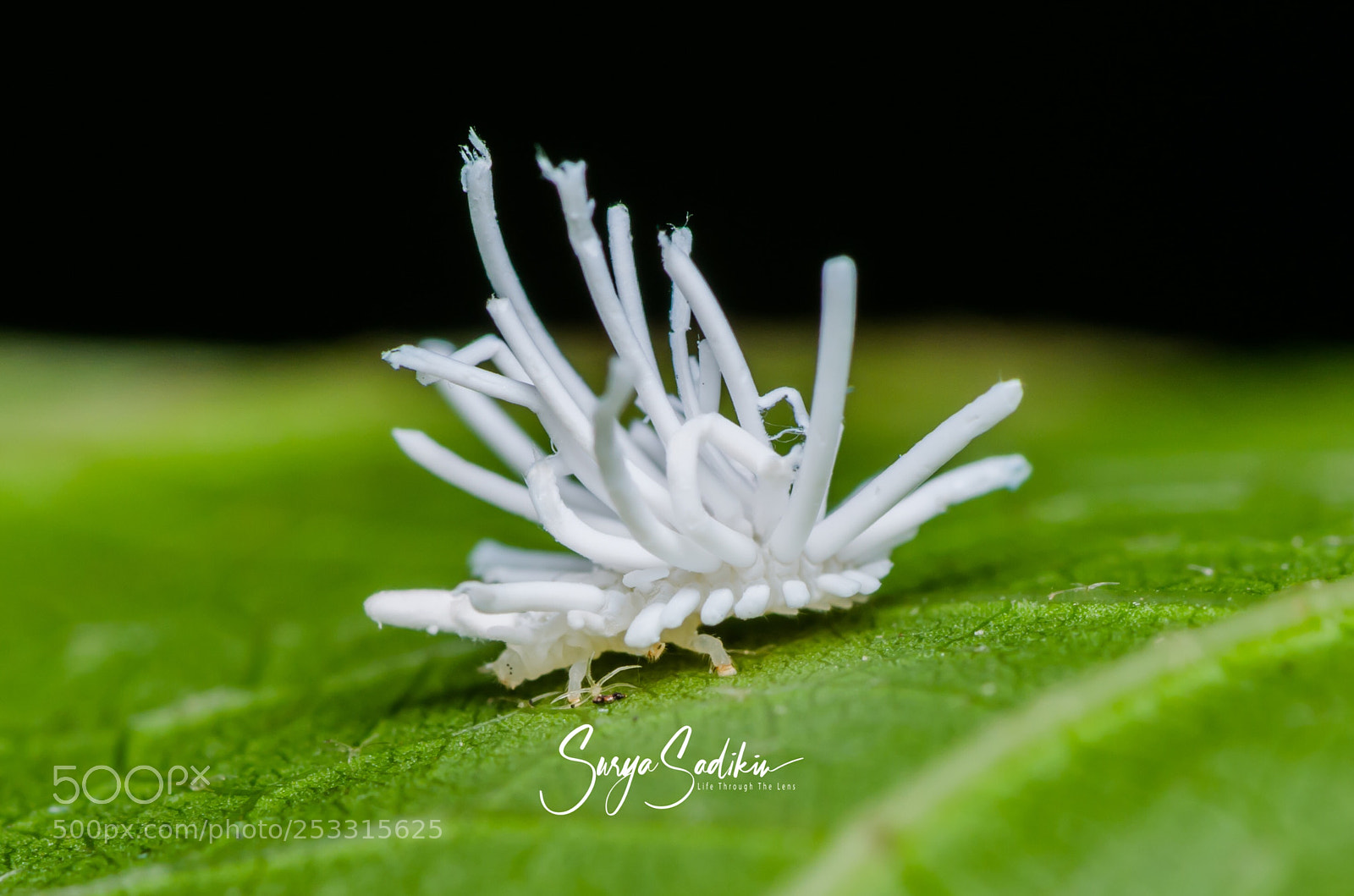 Nikon D7000 sample photo. Mealybug destroyer - cryptolaemus photography