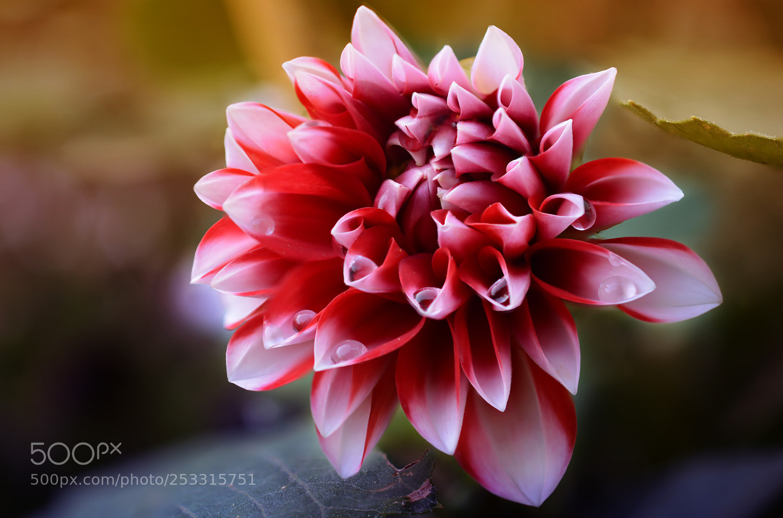 Nikon D7100 sample photo. Dahlia photography