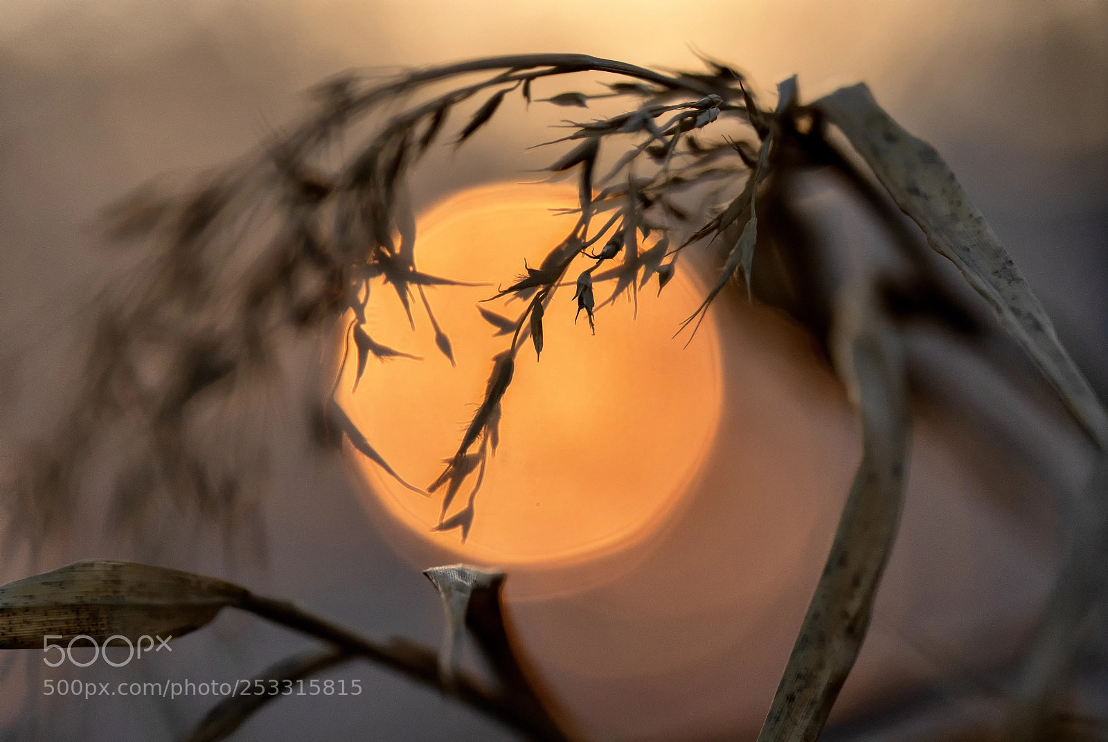 Sony a6500 sample photo. Out of focus sun photography