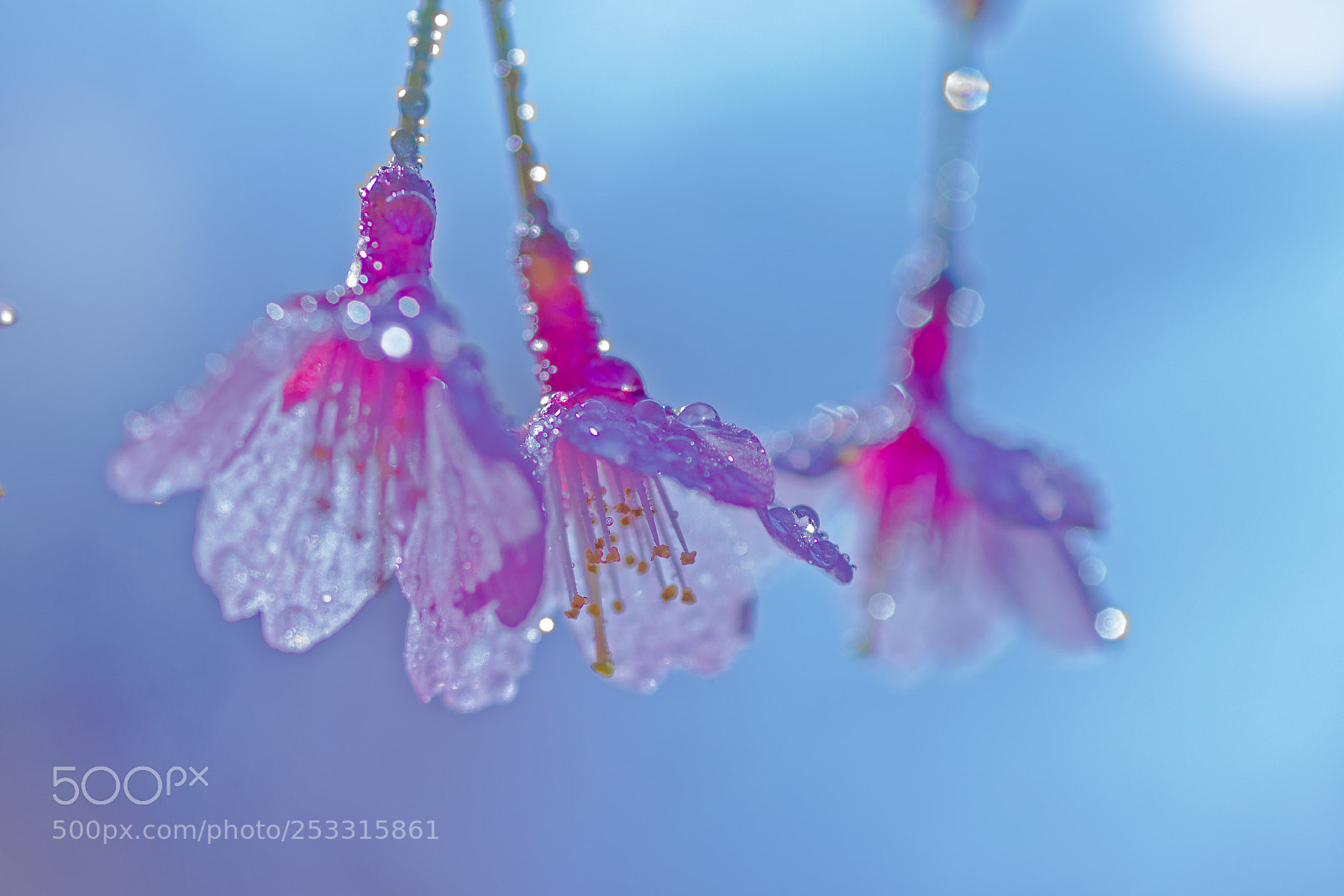 Canon EOS 60D sample photo. Crystal flower photography