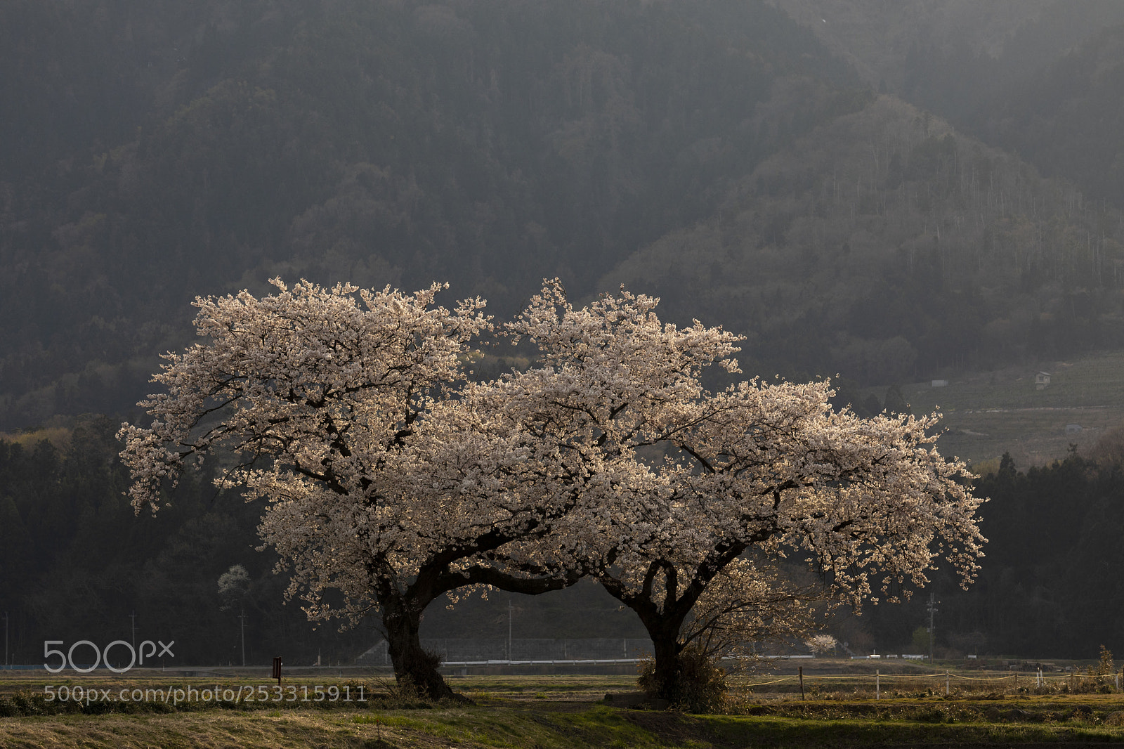Canon EOS 5D Mark IV sample photo. 夫婦桜 photography