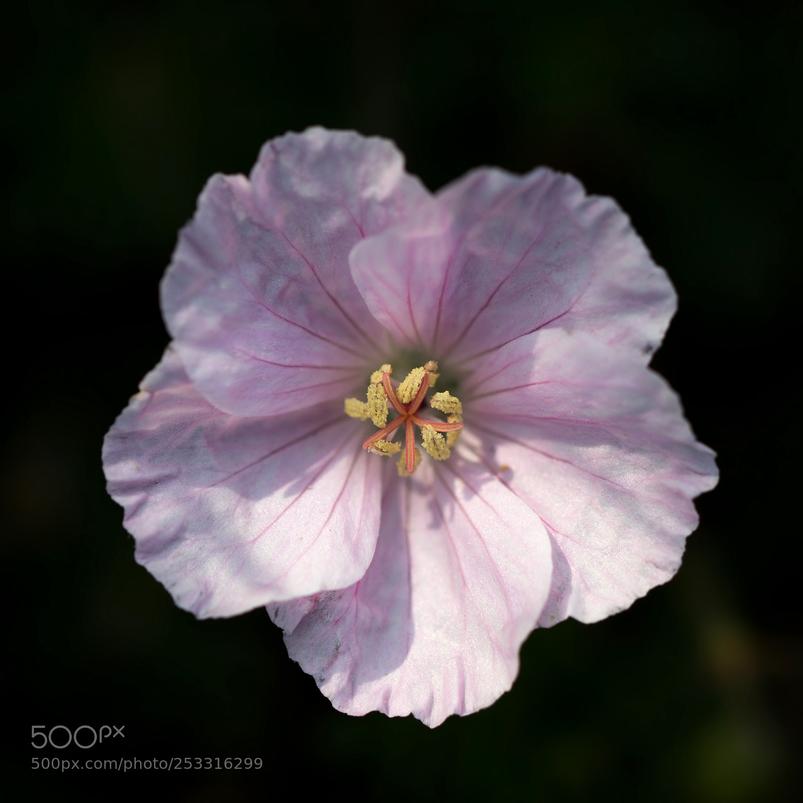 Canon EOS 60D sample photo. Geranium macro photography