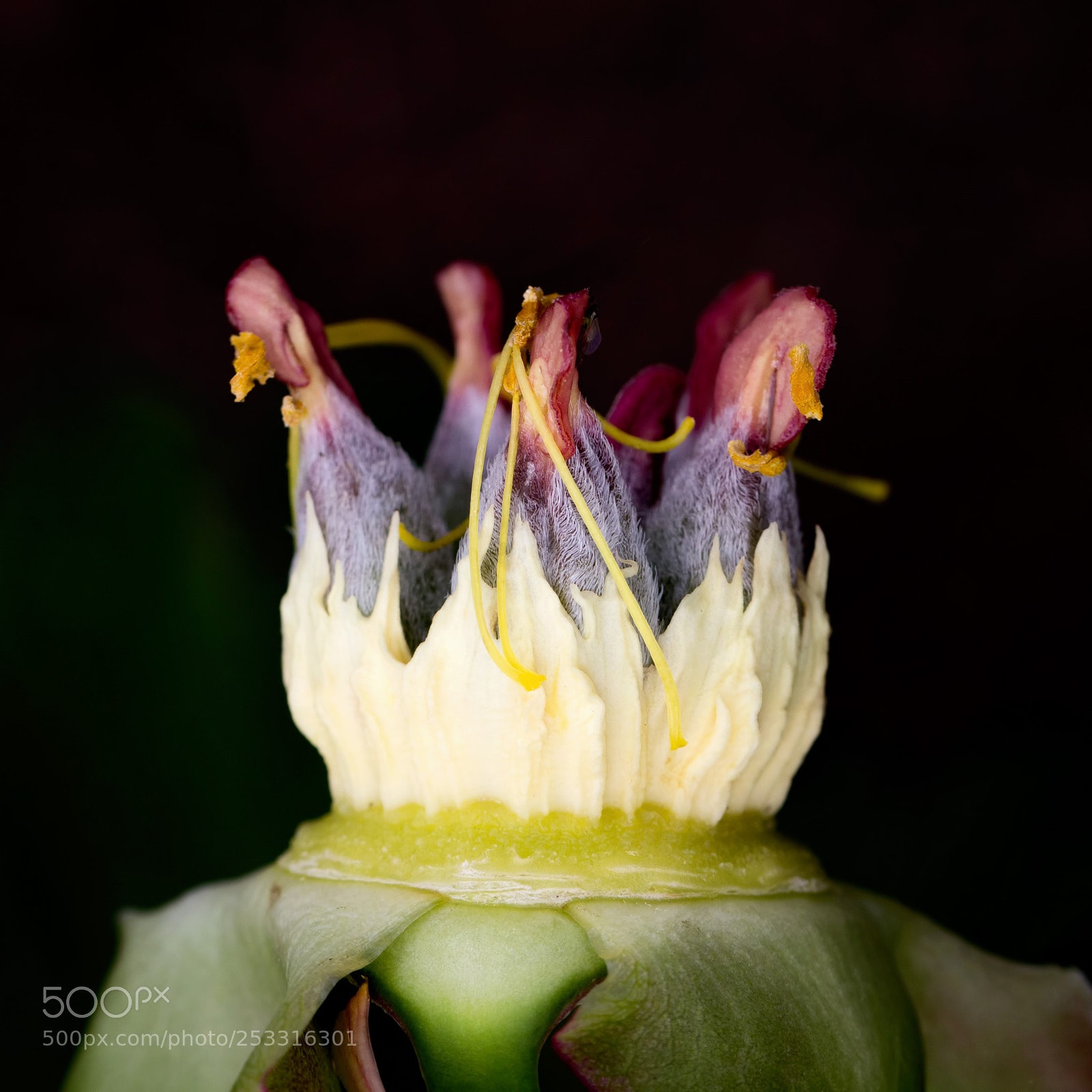 Canon EOS 60D sample photo. Peony seedpod photography