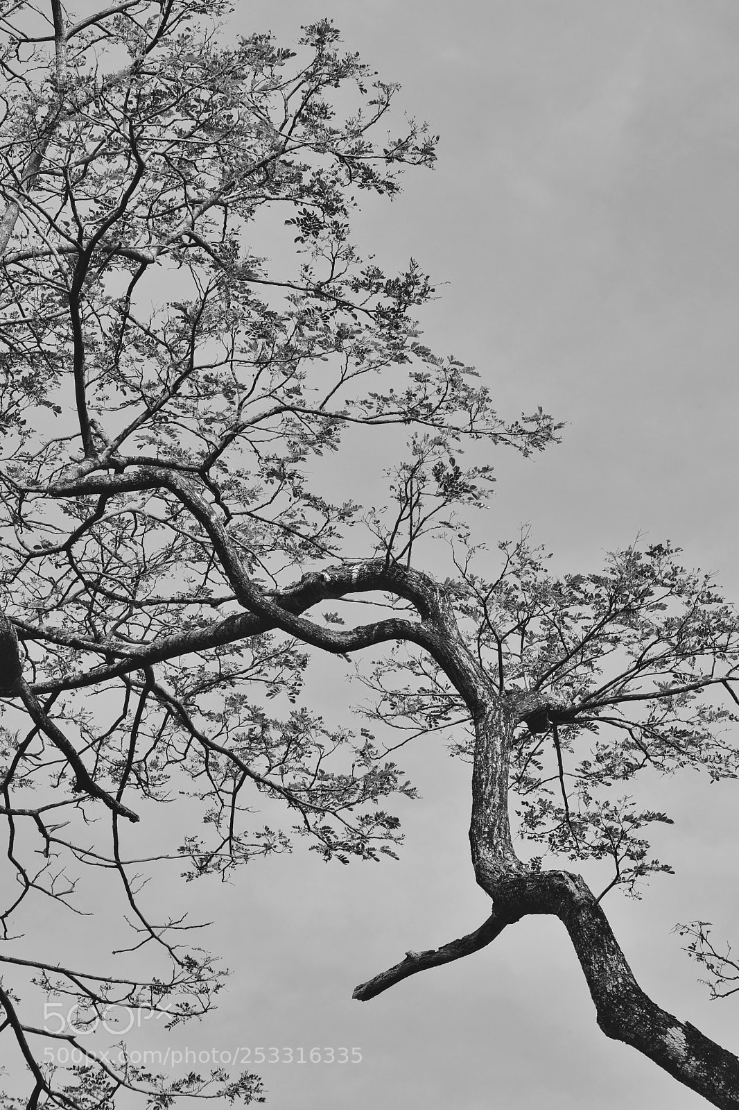 Fujifilm X-T20 sample photo. Black and white photography