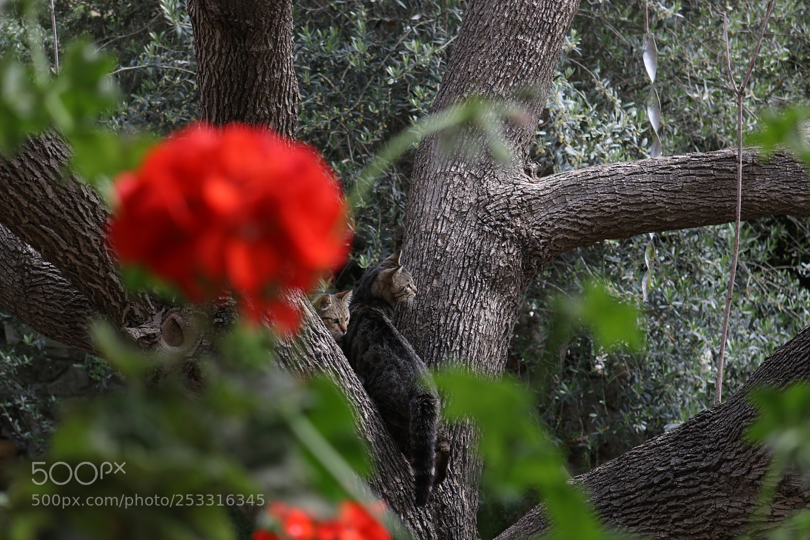 Canon EOS 750D (EOS Rebel T6i / EOS Kiss X8i) sample photo. "tree cats" photography