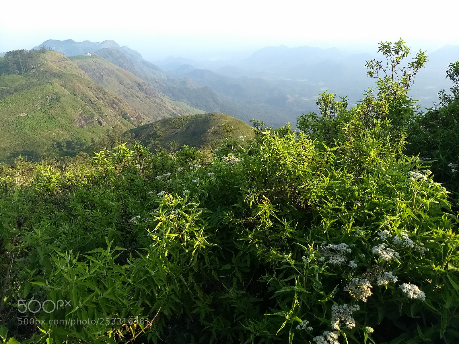 Motorola Moto G (5) Plus sample photo. Other giants photography