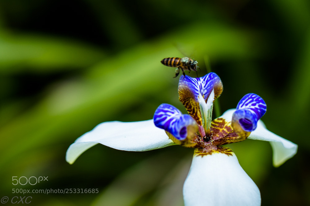 Canon EOS 5D Mark IV sample photo. Flower -3 photography