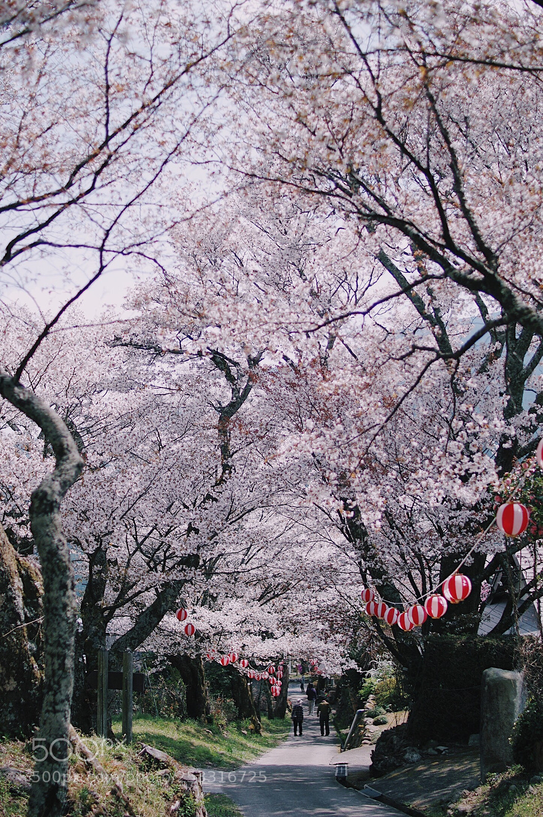 Pentax K-3 sample photo. 山桜 photography