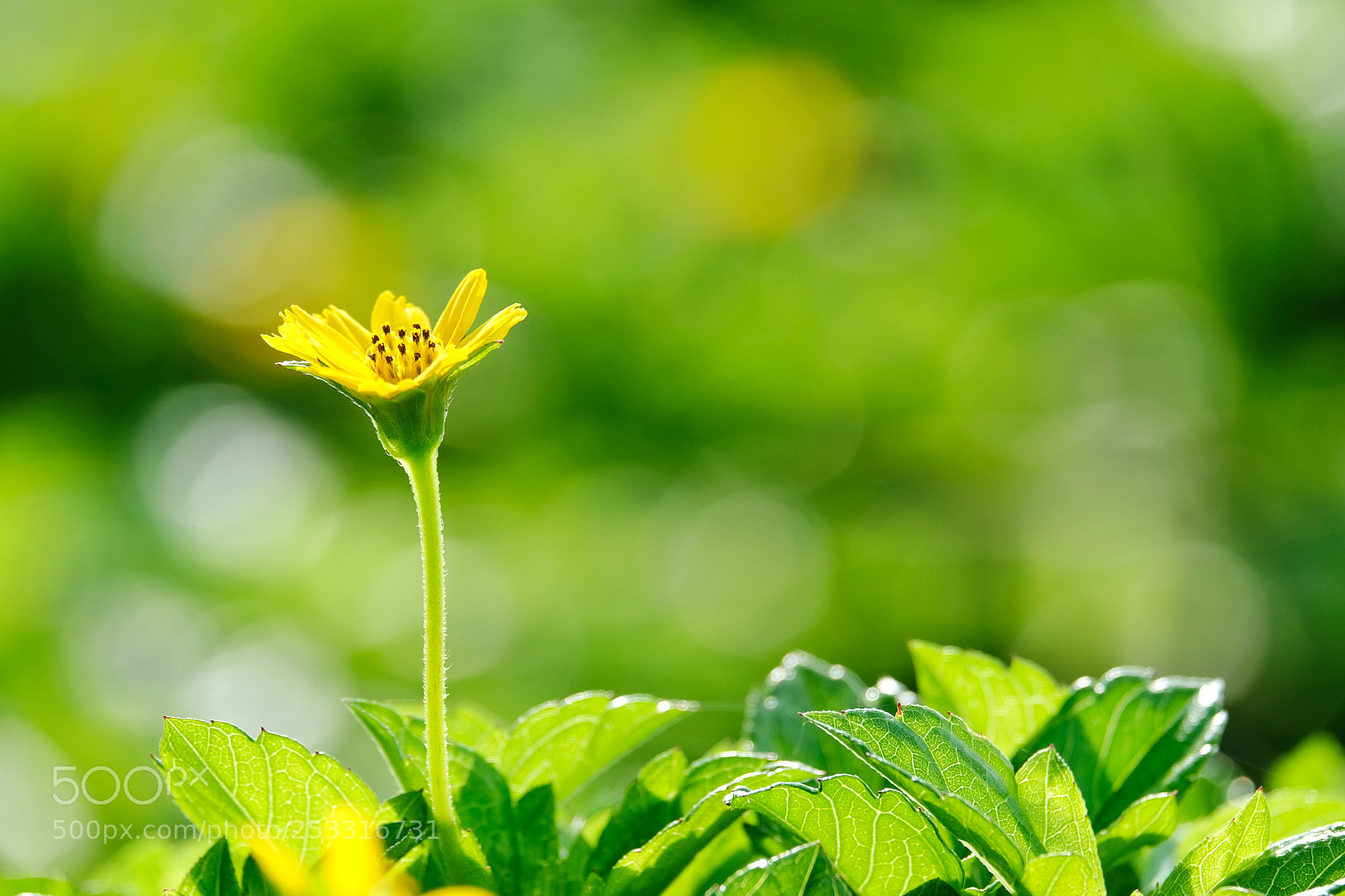 Fujifilm X-T20 sample photo. Yellow photography