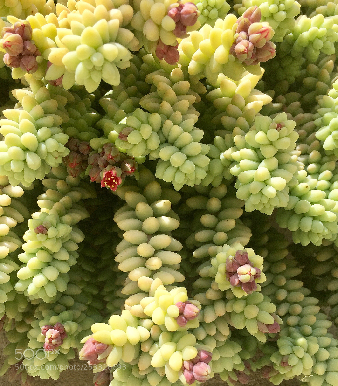 Apple iPhone 6 sample photo. Untitled photography