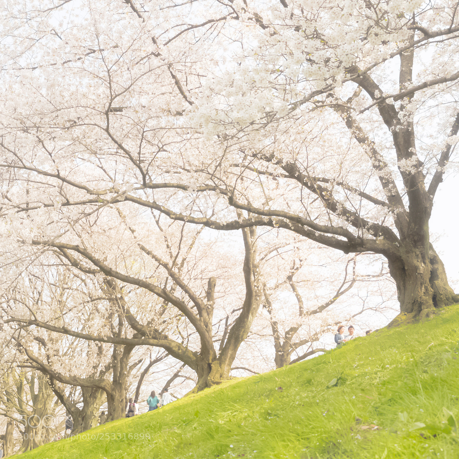 Panasonic Lumix DMC-GH4 sample photo. 桜p photography