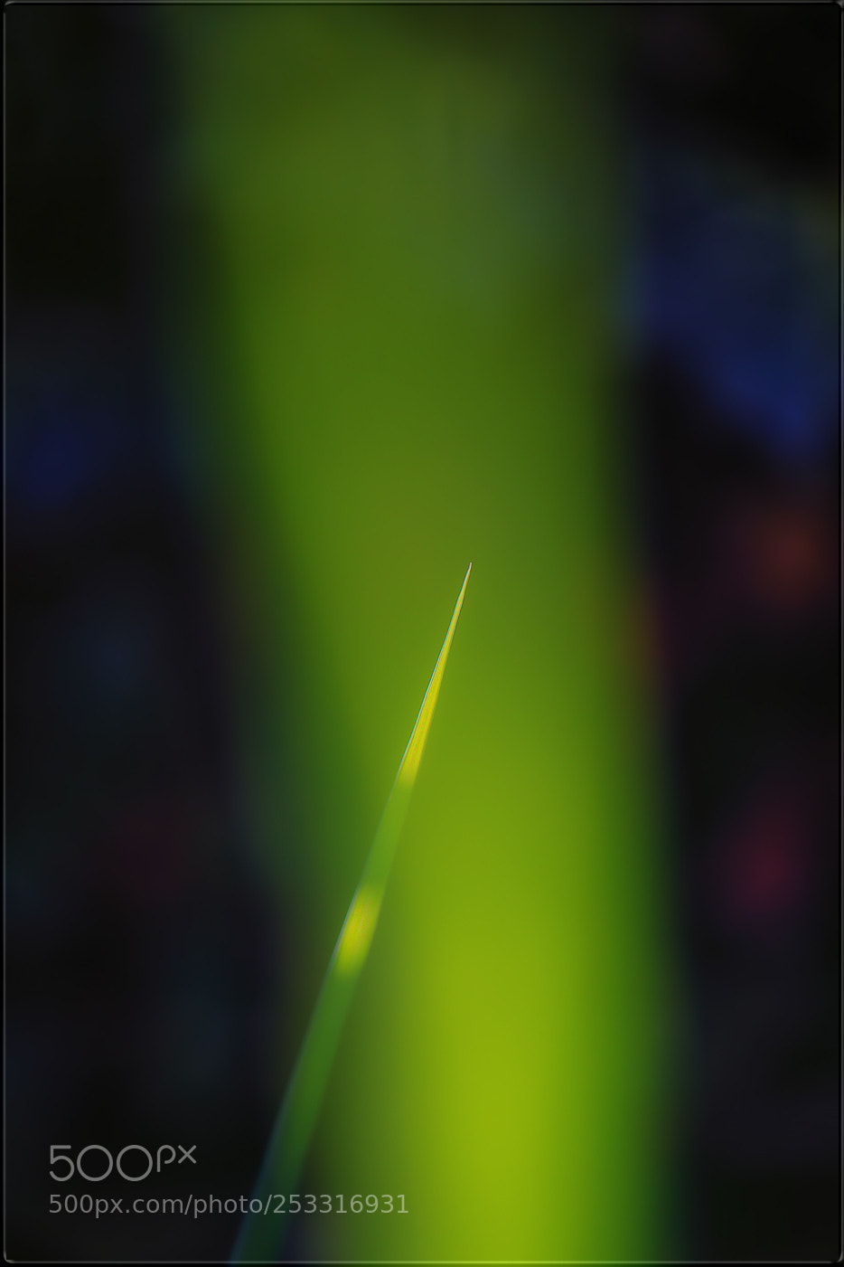 Canon EOS-1D X sample photo. Schwarz bokeh ... photography