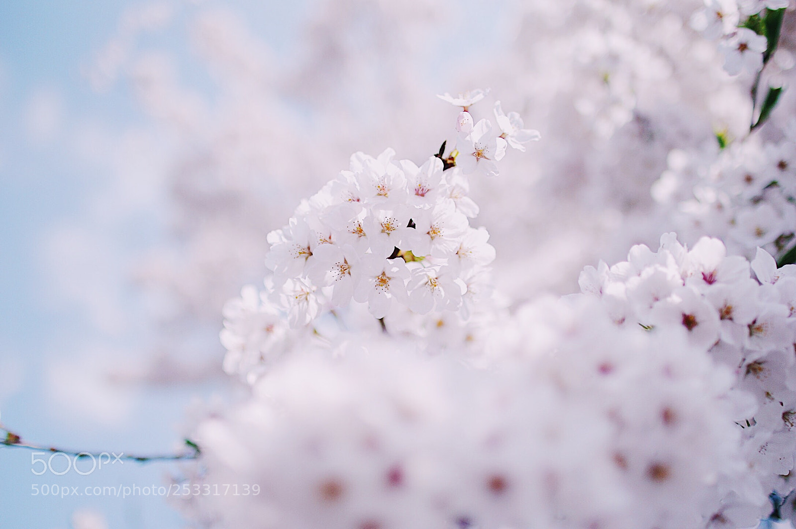 Pentax K-3 sample photo. 桜 photography
