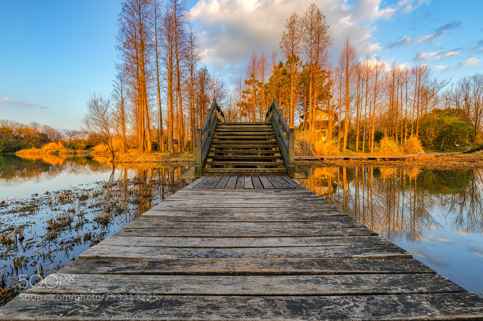 Canon EOS 5D Mark IV sample photo. Golden trees photography
