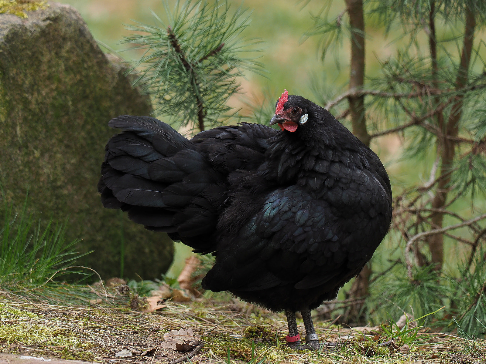 Olympus OM-D E-M1 Mark II sample photo. Huhn photography