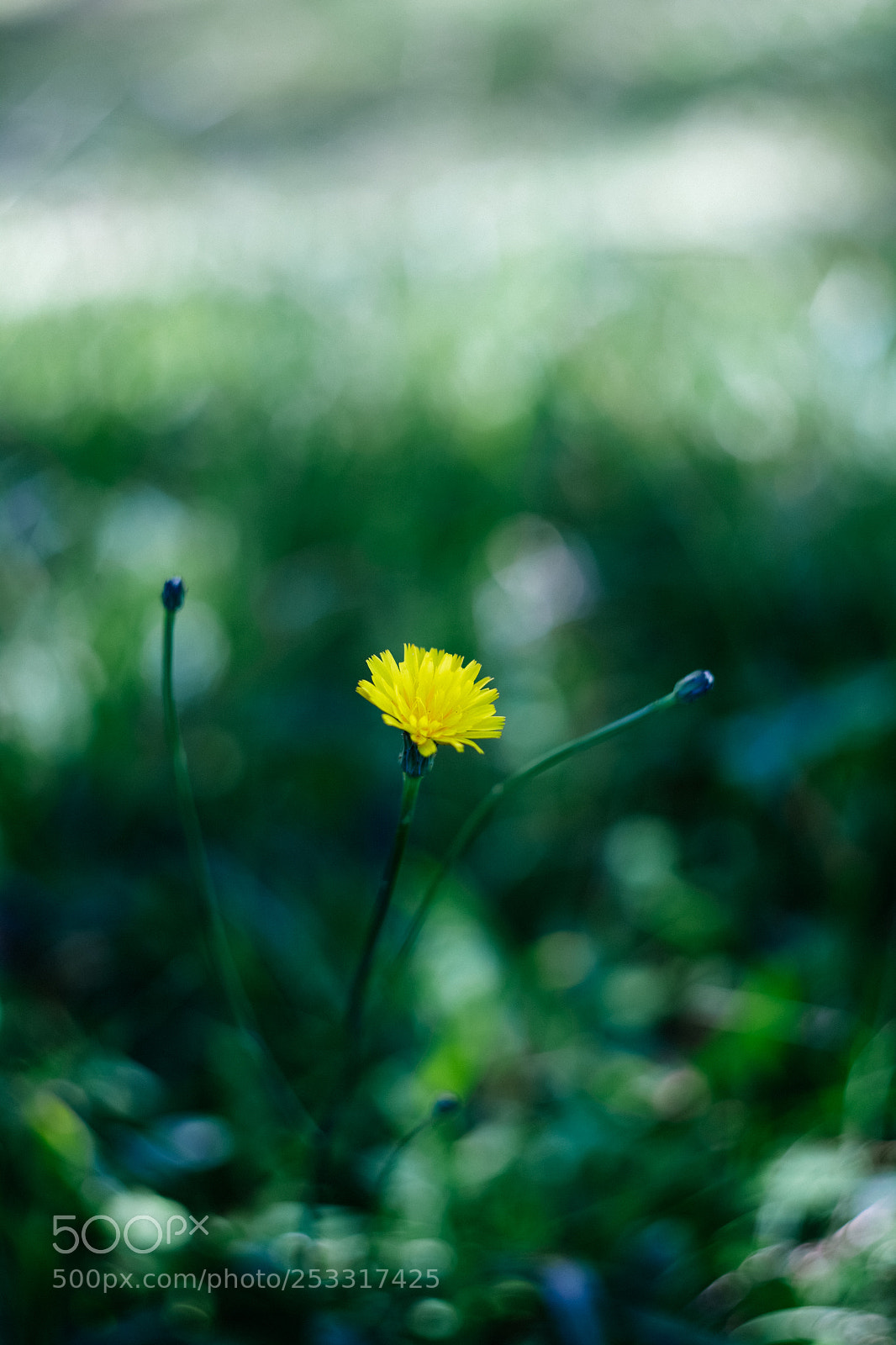 Canon EOS 5D Mark II sample photo. Away from the world photography