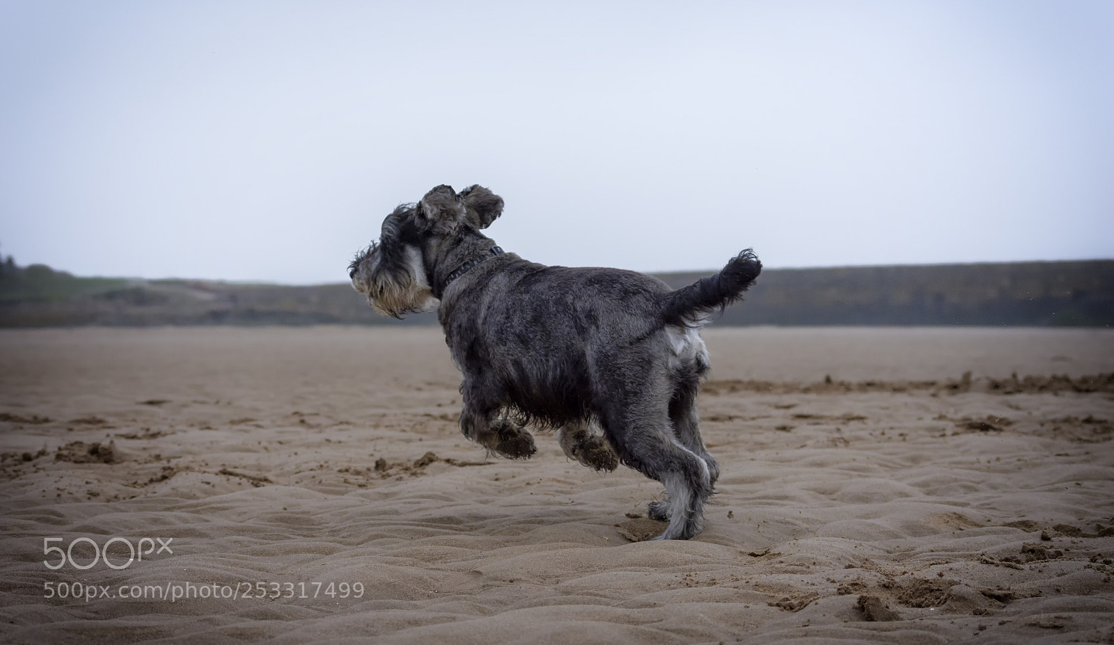 Nikon D7200 sample photo. Miniature schnauzer photography