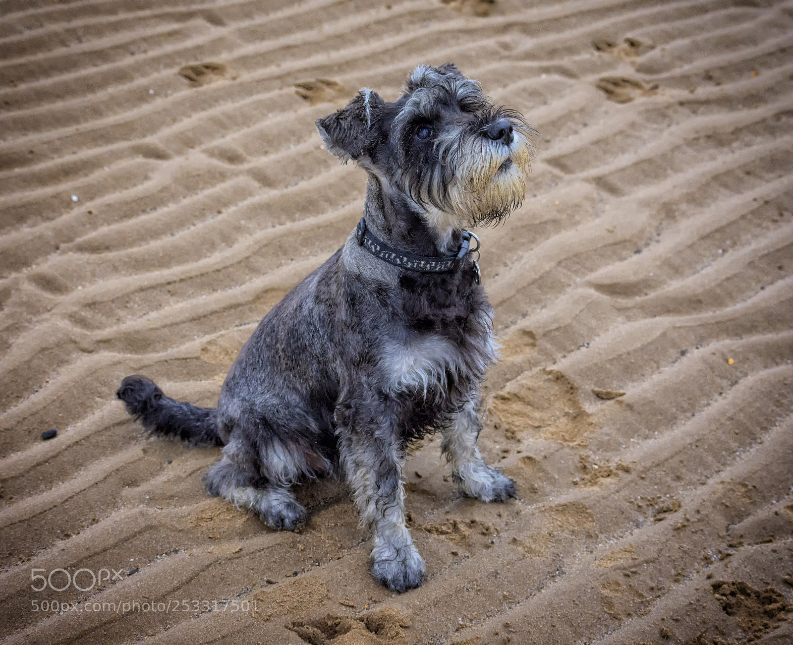 Nikon D7200 sample photo. Miniature schnauzer photography