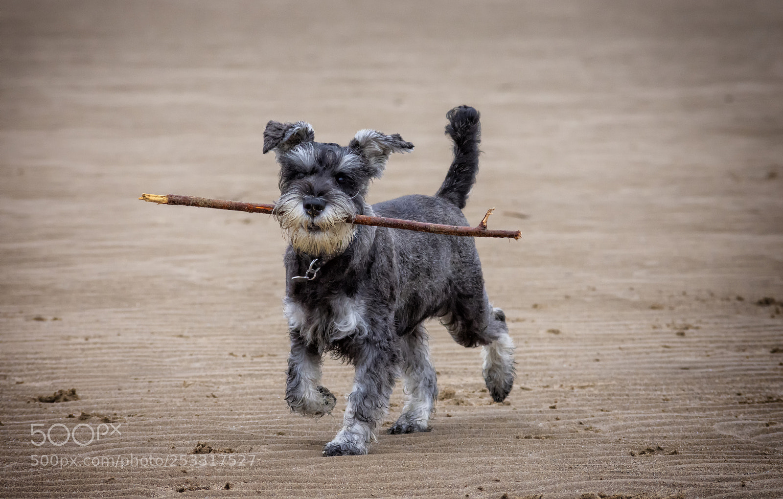 Nikon D7200 sample photo. Miniature schnauzer photography