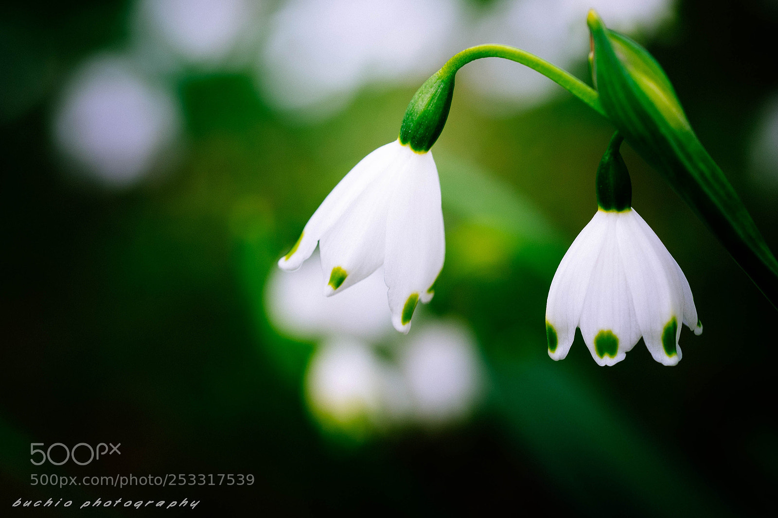 Olympus OM-D E-M1 sample photo. Leucojum aestivum photography