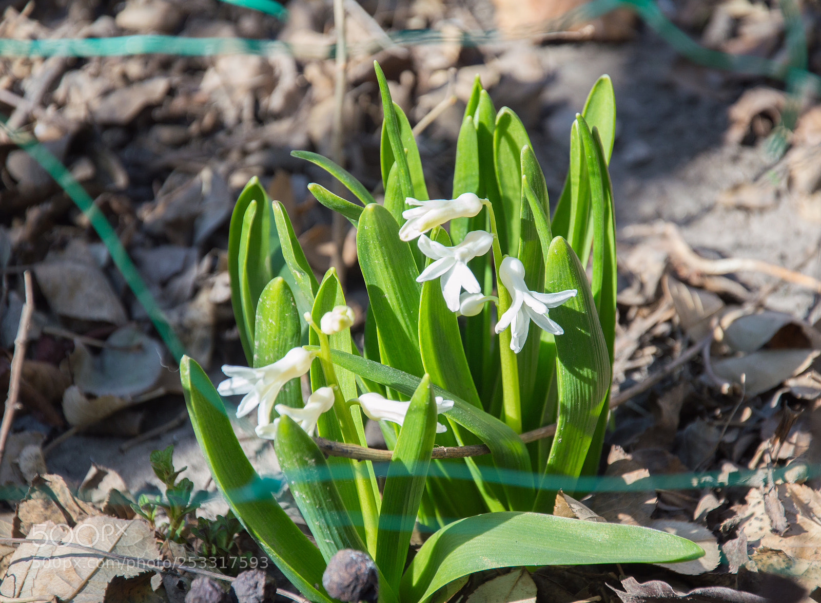 Nikon D3200 sample photo. Spring photography