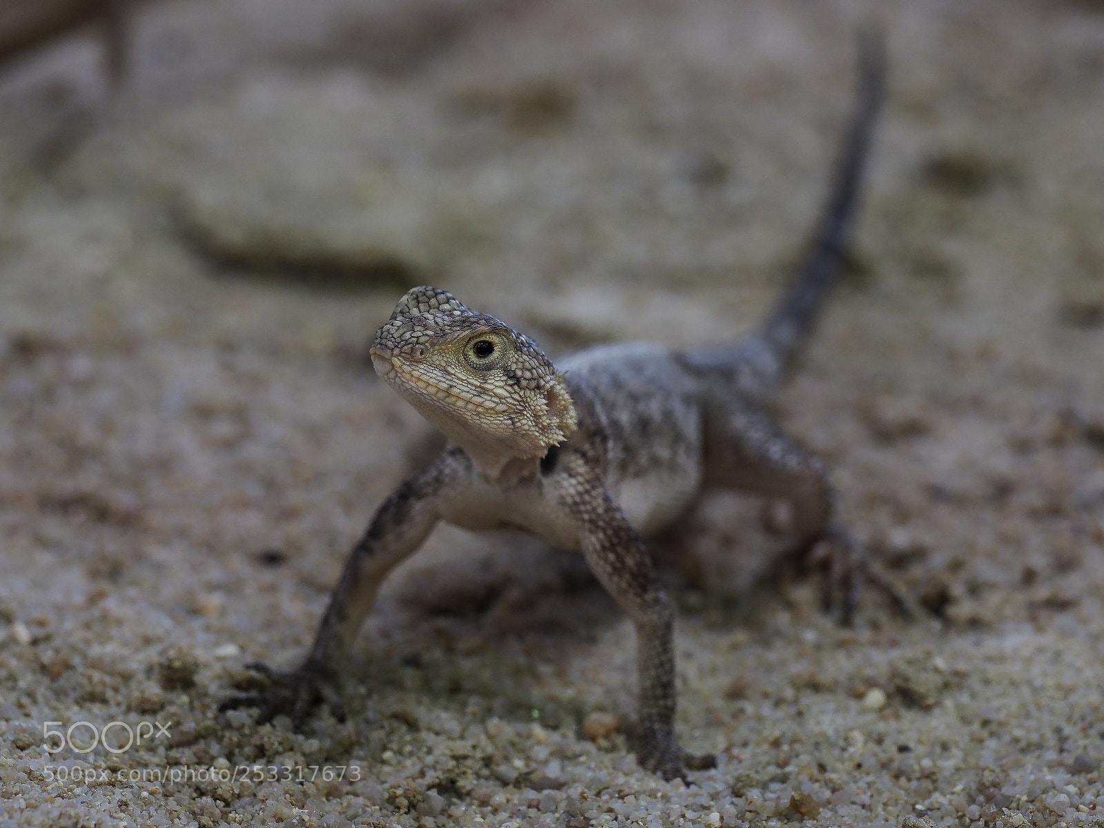 Olympus OM-D E-M1 Mark II sample photo. Atlasagame (agama impalearis) photography