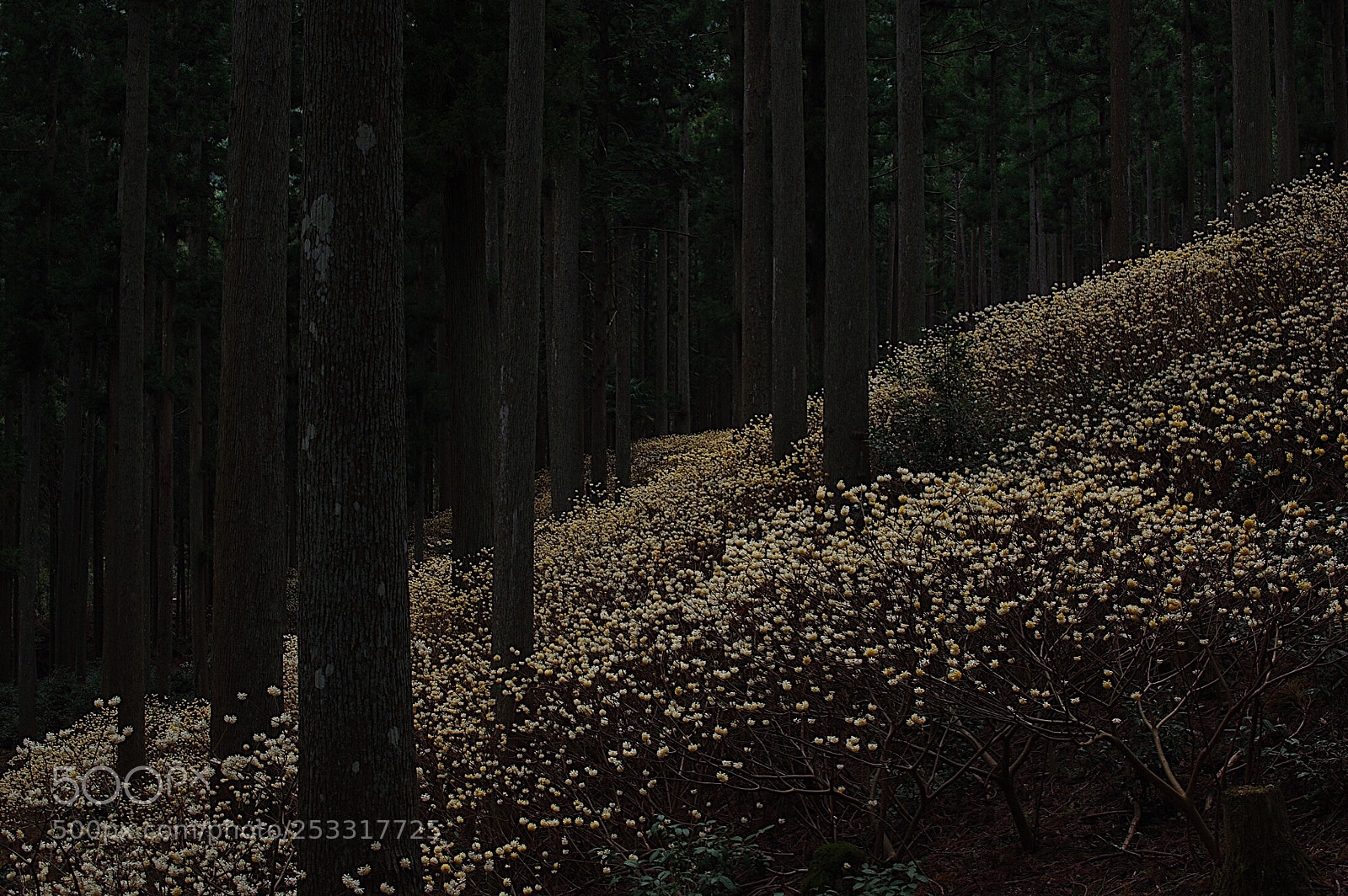 Pentax K-3 sample photo. 三又 photography