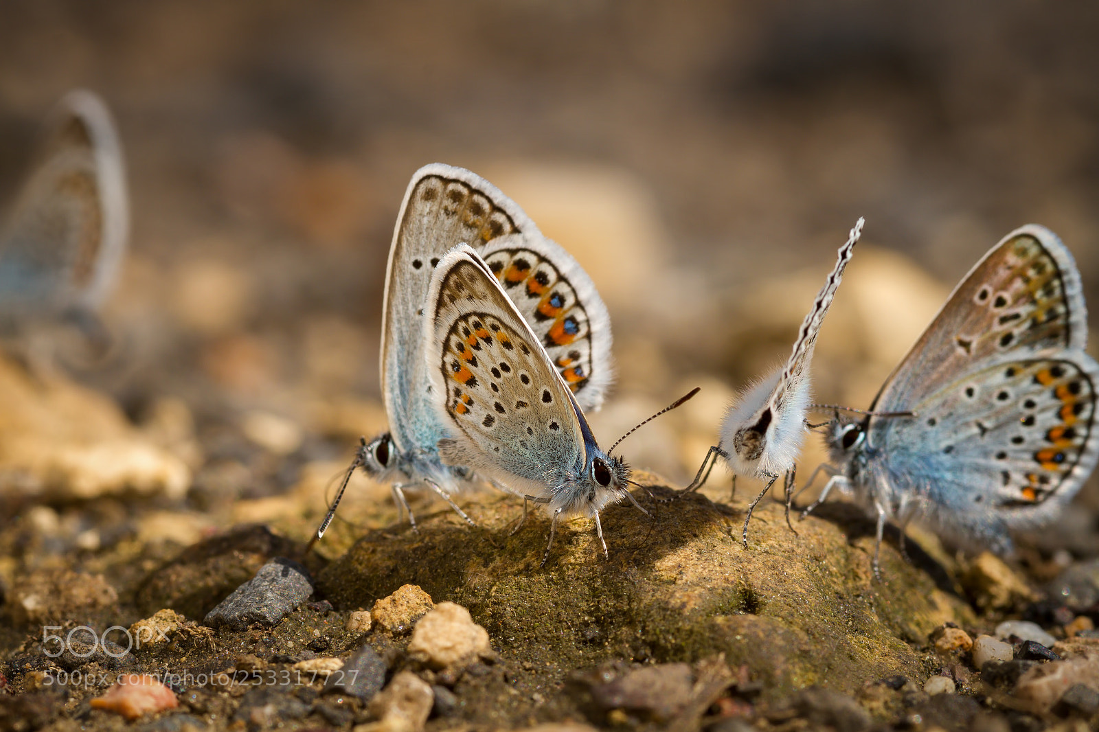 Canon EOS 7D sample photo. Many pretty gossamer-winged butterflies photography