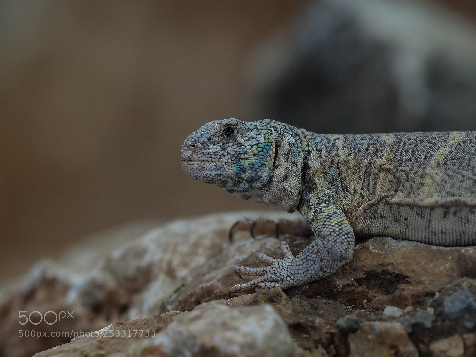 Olympus OM-D E-M1 Mark II sample photo. Bunte dornschwanzagame (uromastyx ornata) photography