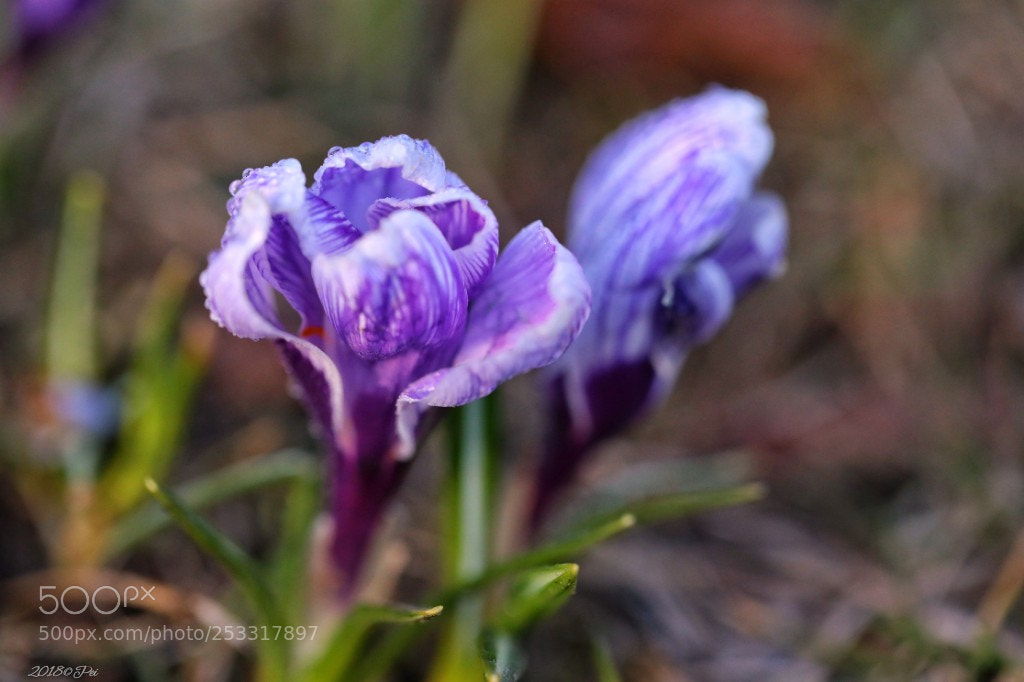 Canon EOS 5D Mark IV sample photo. Crocus photography