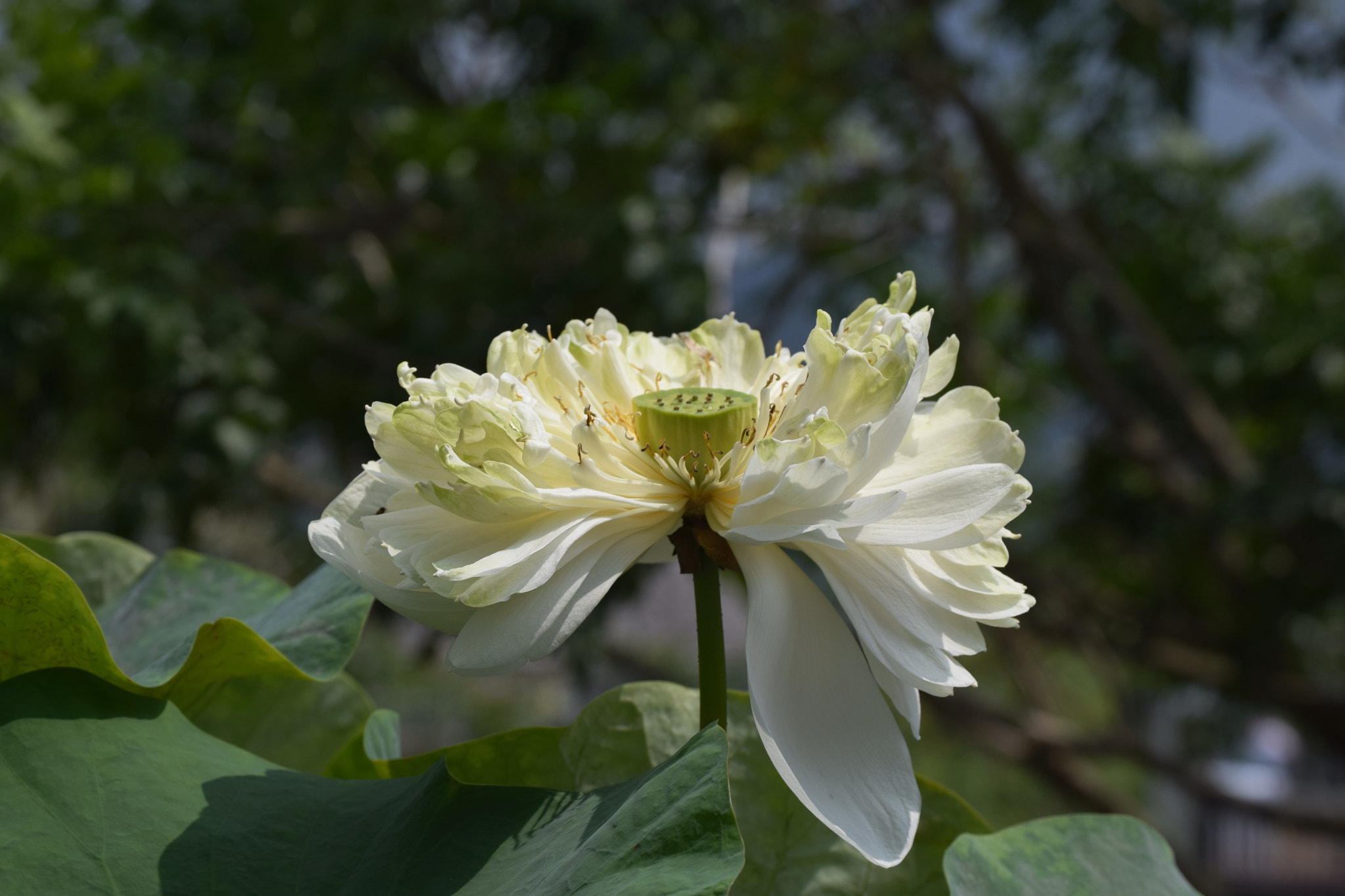 Nikon D3300 sample photo. Lotus flower photography