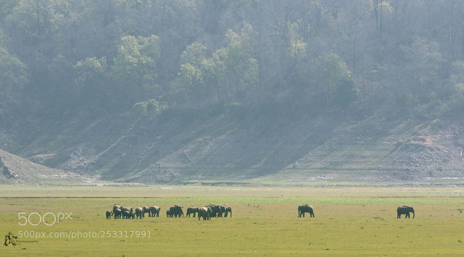 Canon EOS 7D Mark II sample photo. Elephants photography