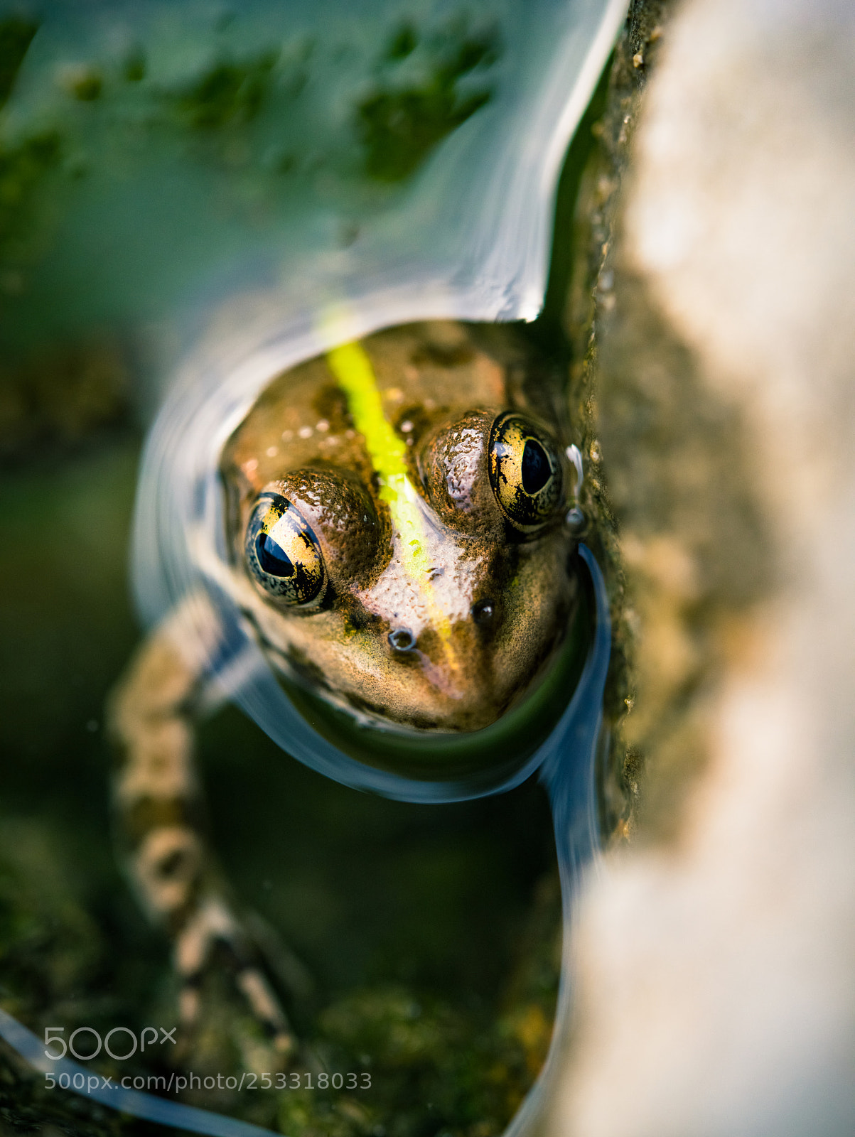 Nikon D810 sample photo. Frog photography