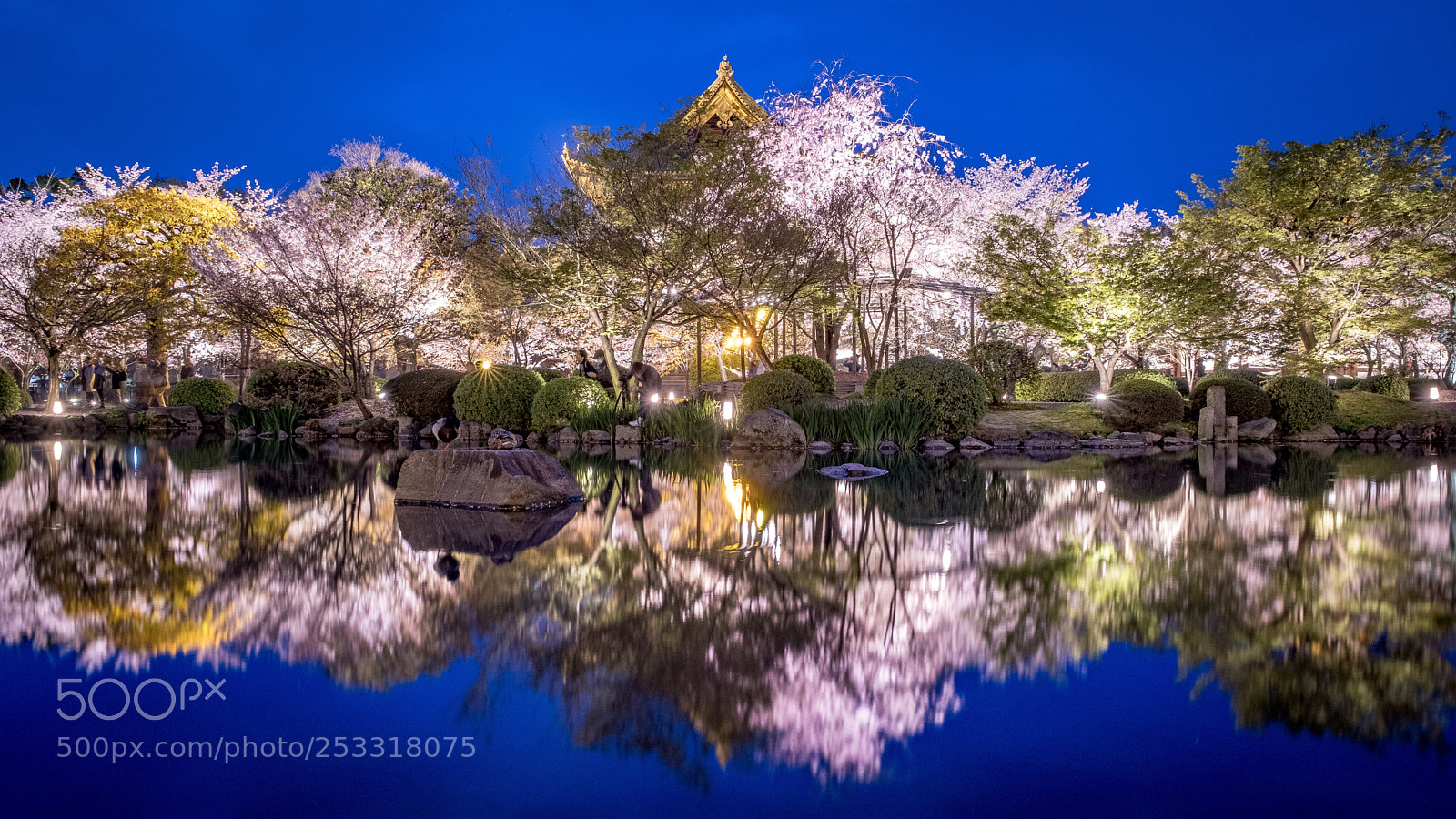 Fujifilm X-T2 sample photo. Sakura reflection photography