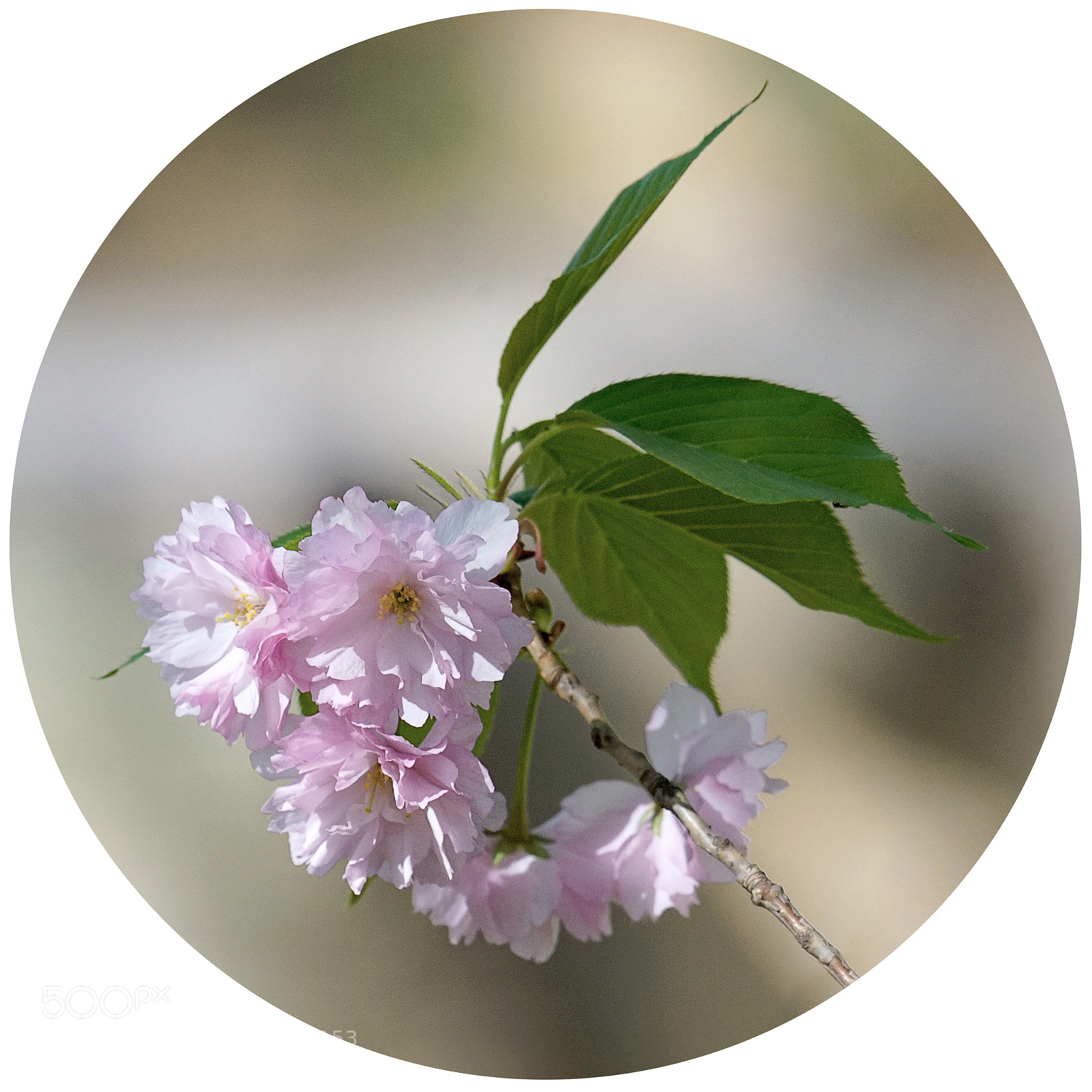 Sony a7R II sample photo. 樱花 photography