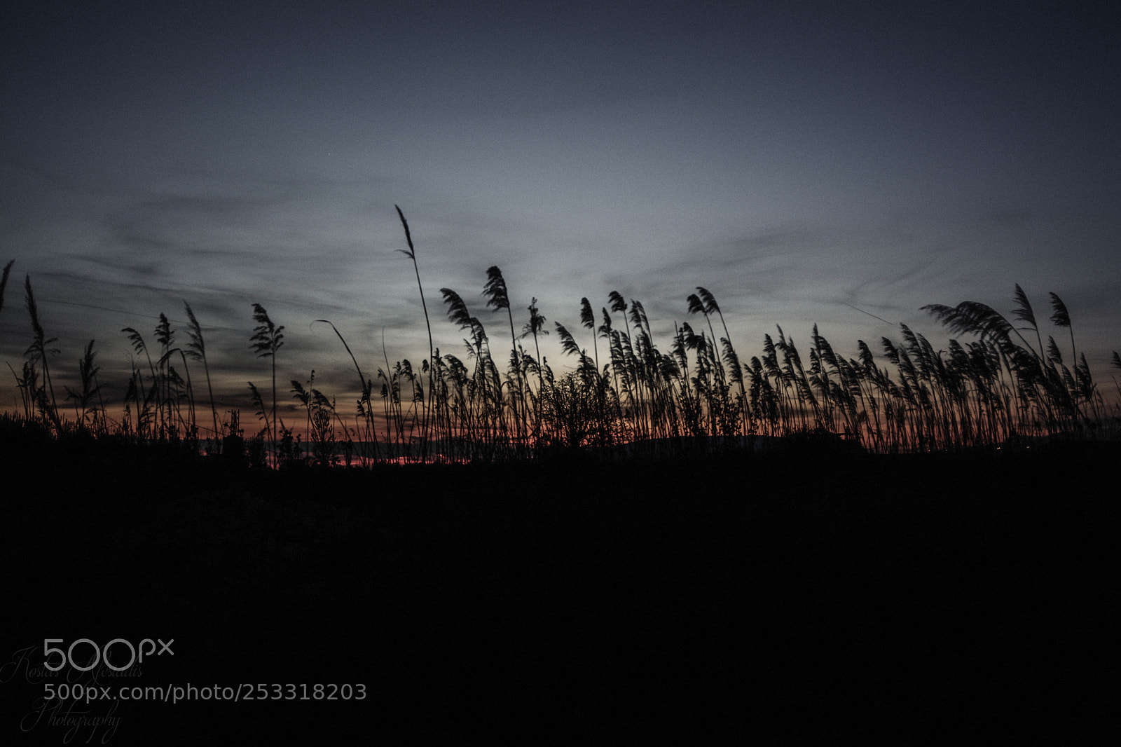Nikon D5200 sample photo. Into the fields photography