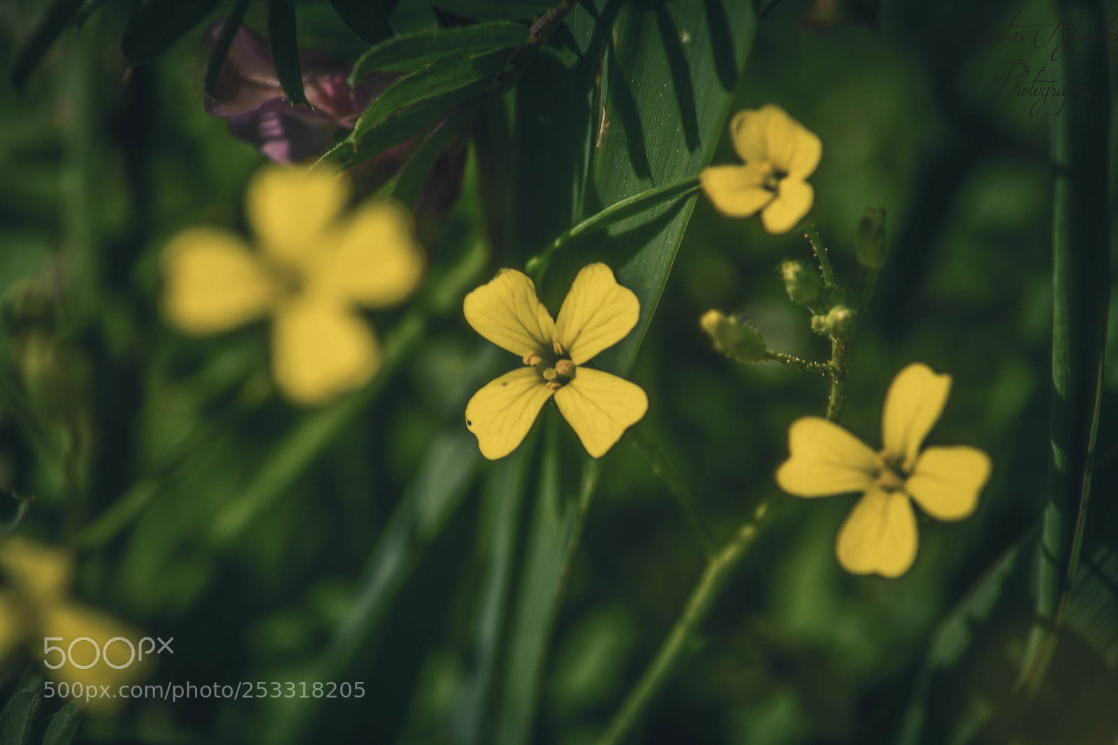 Nikon D5200 sample photo. The yellow star photography