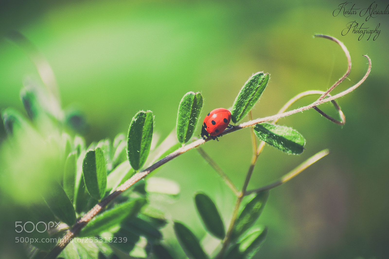 Nikon D5200 sample photo. The litle love bug photography