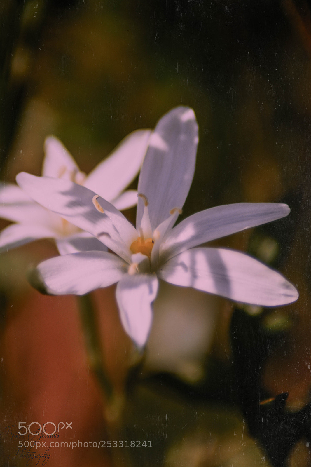 Nikon D5200 sample photo. Flower photography