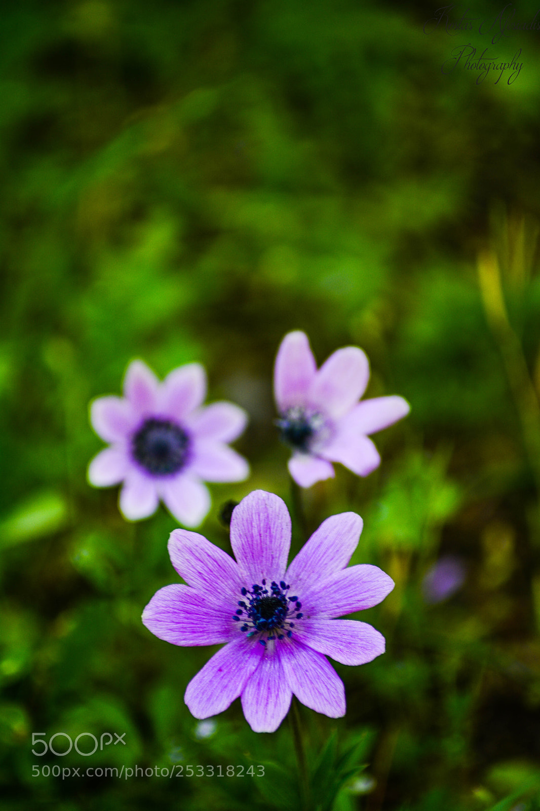 Nikon D5200 sample photo. Anemoni photography
