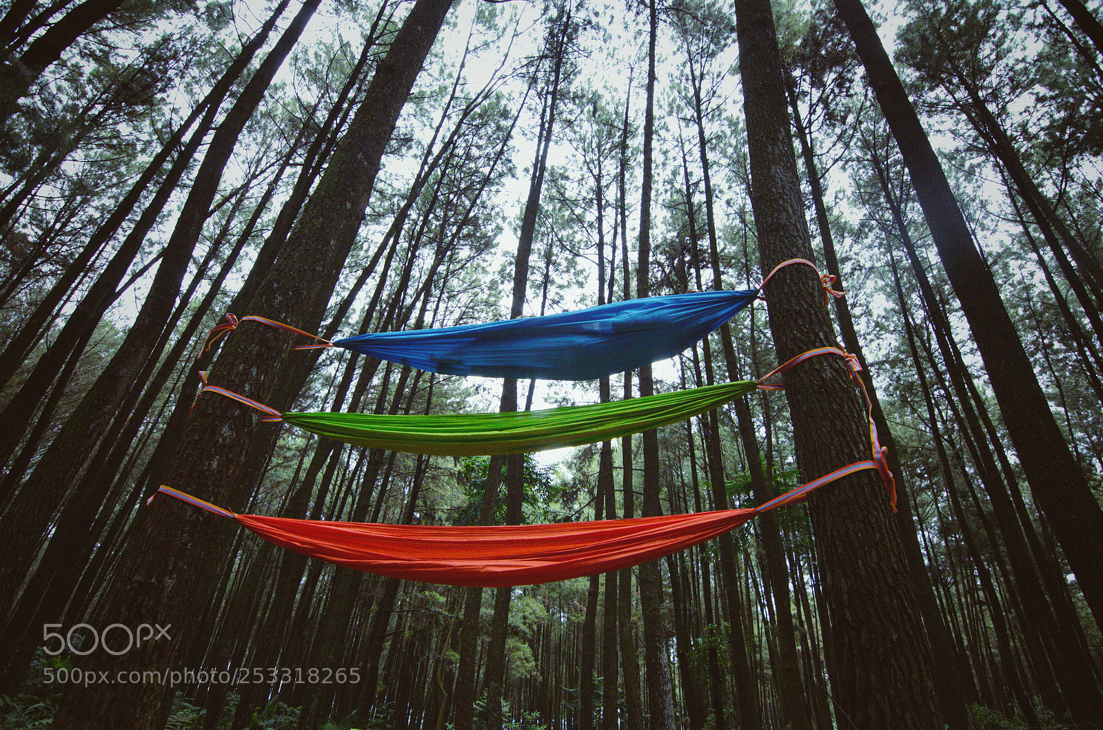 Nikon D5100 sample photo. In the jungle photography