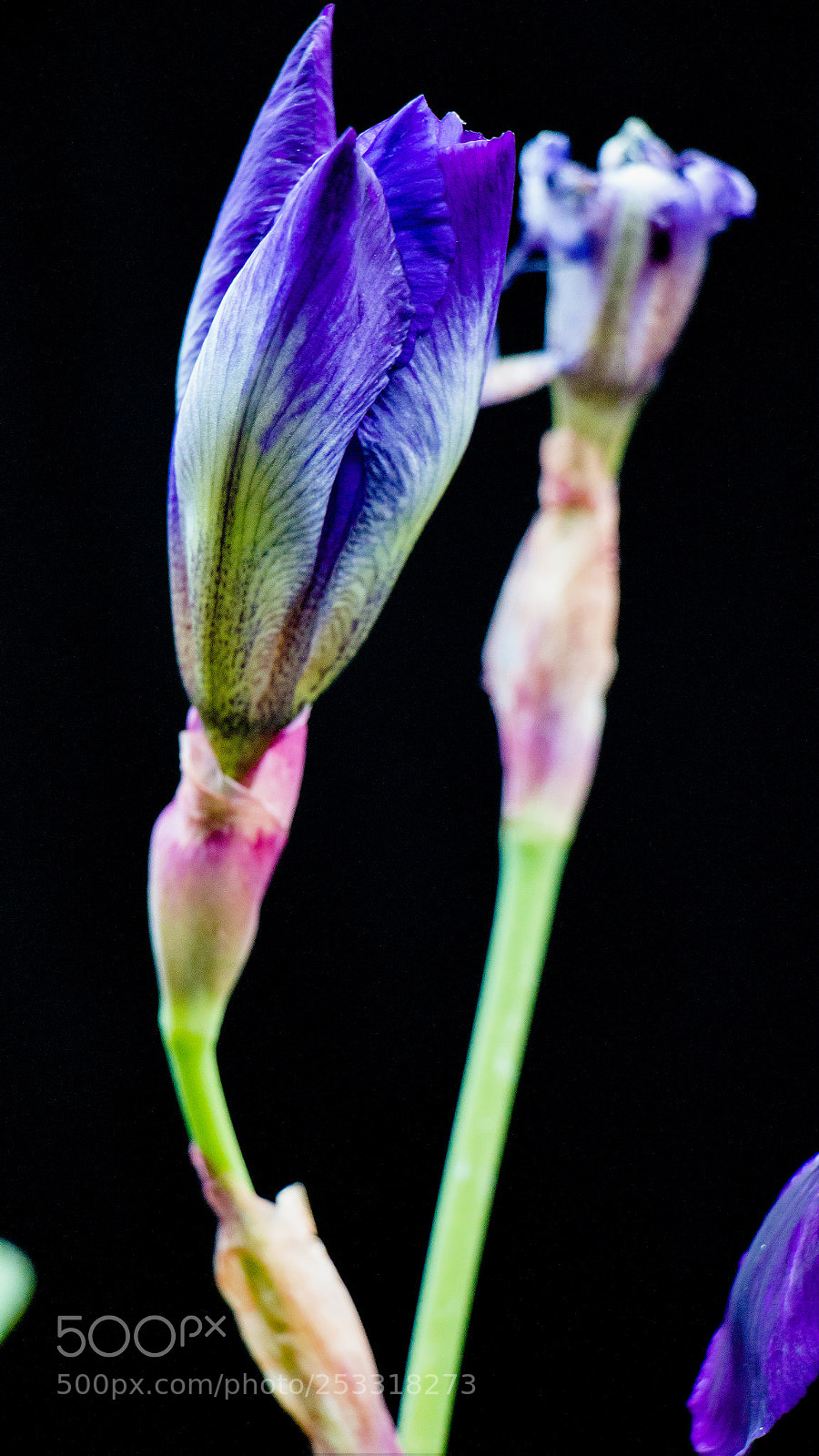 Canon EOS 70D sample photo. Iris photography