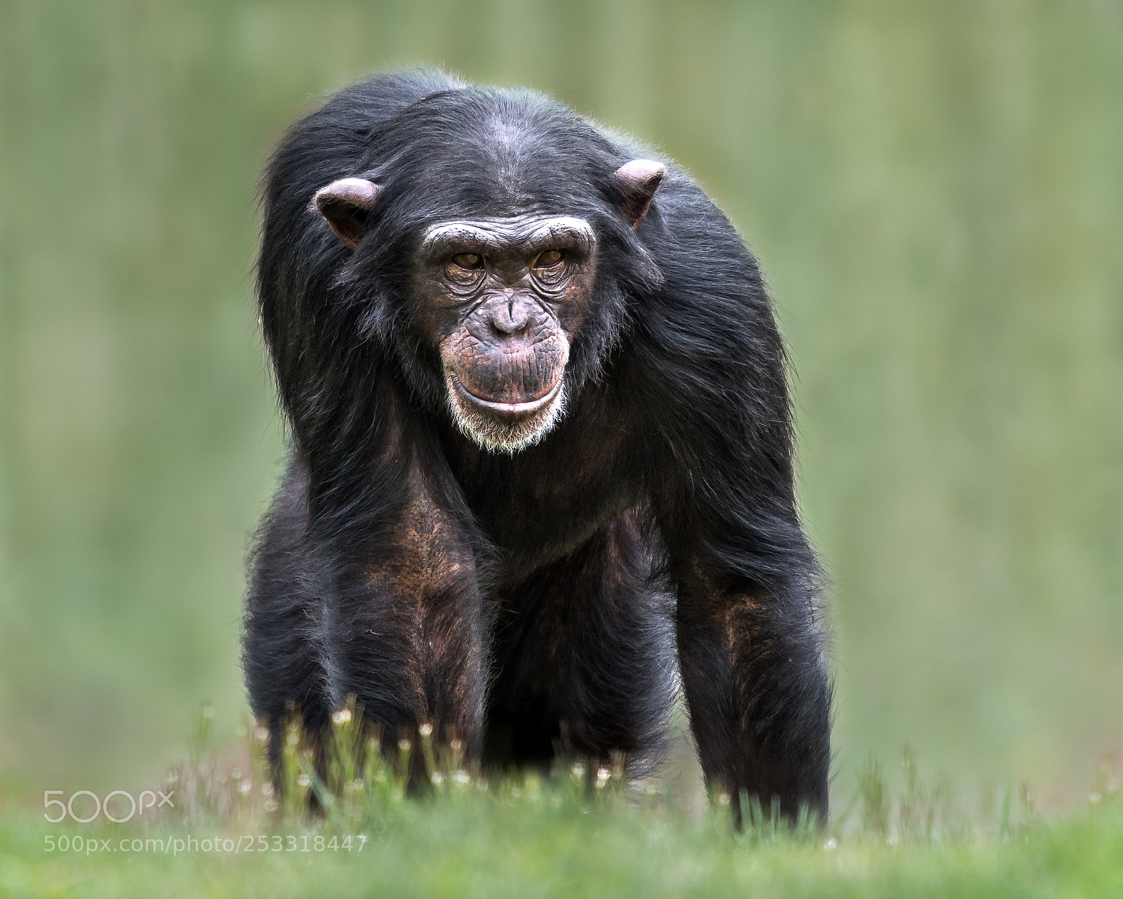 Nikon D500 sample photo. Chimpanzee xxxii photography